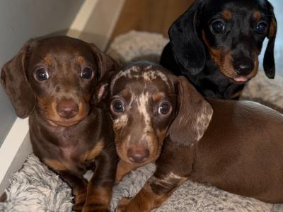 IKC Registered(pending) Smooth Hair Chocolate & Tan Dachshund puppies in Dublin