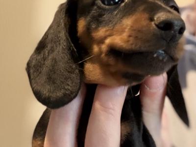 IKC Registered(pending) Smooth Hair Chocolate & Tan Dachshund puppies in Dublin