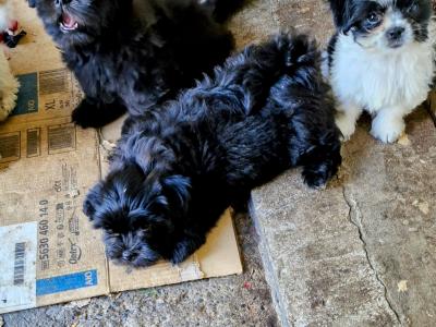 Shih Tzu puppies in Clare