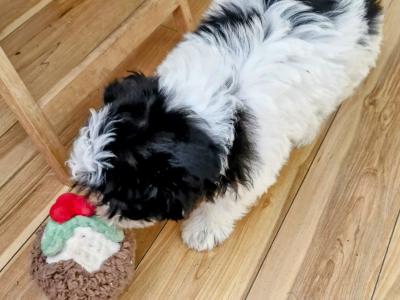 Shih Tzu puppies in Clare