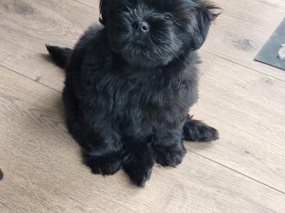 Shih Tzu puppies in Clare
