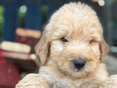 Bernedoodle puppies in Limerick