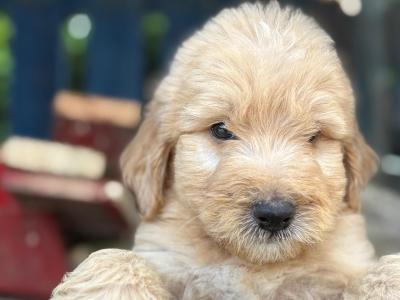 Bernedoodle puppies in Limerick