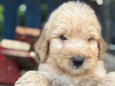 Bernedoodle pups