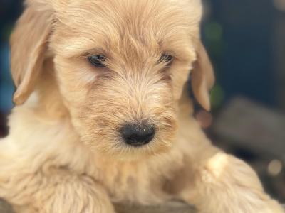 Bernedoodle pups