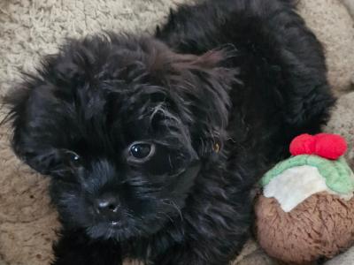 Shih Tzu puppies in Clare