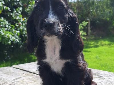 Cocker Spaniel puppies in Carlow - €425.