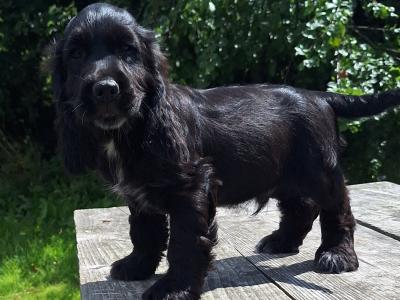 Cocker Spaniel puppies in Carlow - €425.