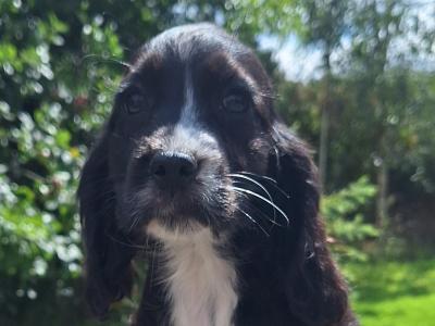 Cocker Spaniel puppies in Carlow - €425.