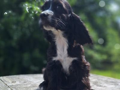 Cocker Spaniel puppies in Carlow - €425.