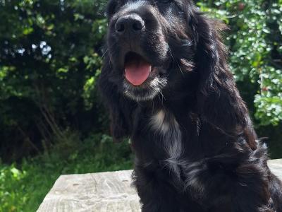 Cocker Spaniel puppies in Carlow - €425.