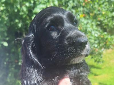 Cocker Spaniel puppies in Carlow - €425.