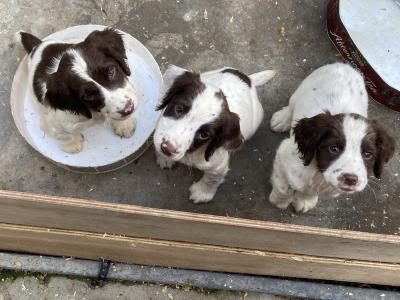 English Springer Spainiel pups Excellent Breeding