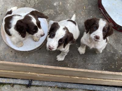 English Springer Spainiel pups Excellent Breeding