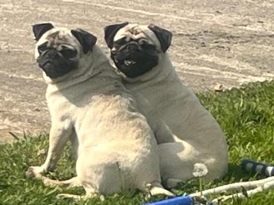 IKC Registered female Pug dog in Donegal