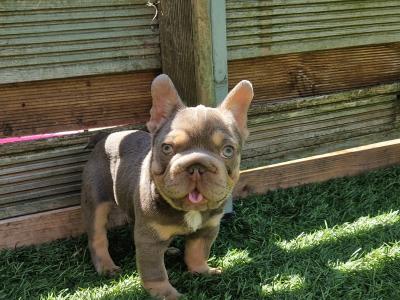 Gorgeous male French Bulldog puppy 3 months old in Dublin