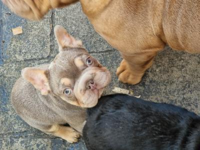 Gorgeous male French Bulldog puppy 3 months old in Dublin