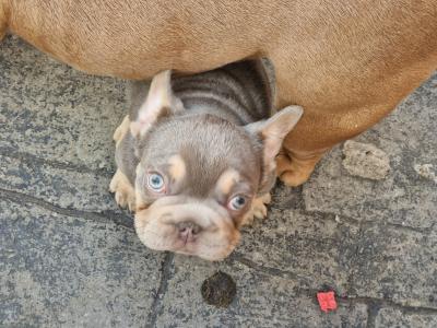 Gorgeous male French Bulldog puppy 3 months old in Dublin