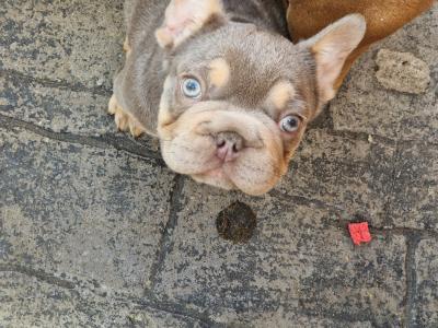 Gorgeous female French Bulldog puppy 3 months old in Dublin