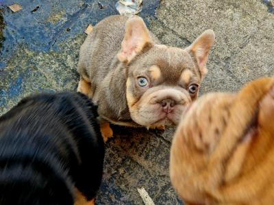 Gorgeous male French Bulldog puppy 3 months old in Dublin