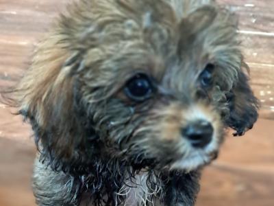 Black Cavachon puppies in Mayo