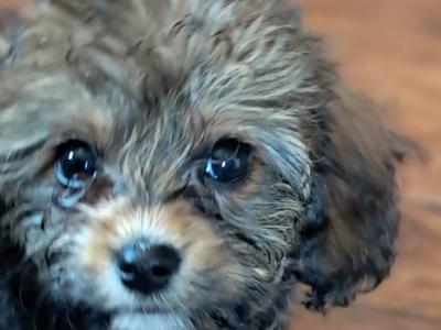 Black Cavachon puppies in Mayo