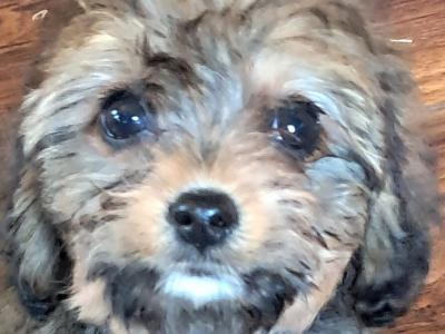 Black Cavachon puppies in Mayo