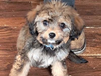 Black Cavachon puppies in Mayo