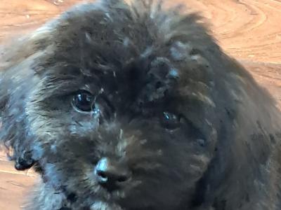Black Cavachon puppies in Mayo
