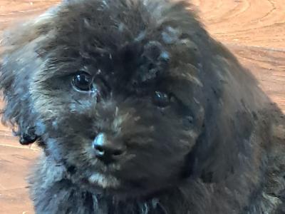 Black Cavachon puppies in Mayo