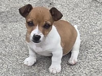 Jack Russell puppies in Cavan