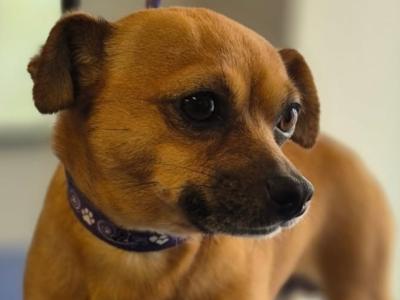 Meet Jack! Great Little Family Dog (male Jack Russell x Chihuahua) in Kildare🐶🐾