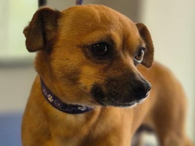 Meet Jack! Great Little Family Dog (male Jack Russell x Chihuahua) in Kildare🐶🐾