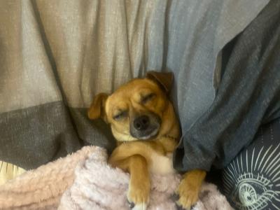 Meet Jack! Great Little Family Dog (male Jack Russell x Chihuahua) in Kildare🐶🐾