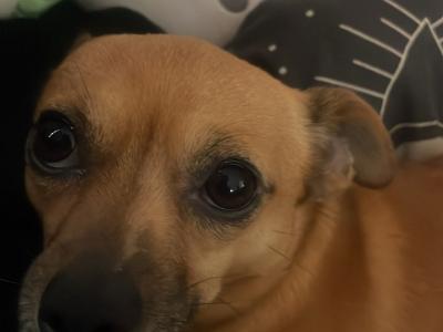 Meet Jack! Great Little Family Dog (male Jack Russell x Chihuahua) in Kildare🐶🐾