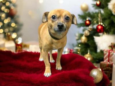 Meet Jack! Great Little Family Dog (male Jack Russell x Chihuahua) in Kildare🐶🐾
