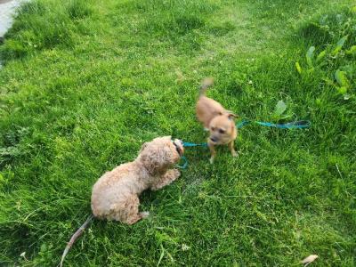 Meet Jack! Great Little Family Dog (male Jack Russell x Chihuahua) in Kildare🐶🐾