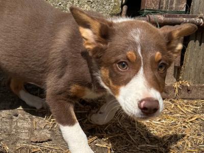 Gorgeous female Border Collie puppy in Wexford
