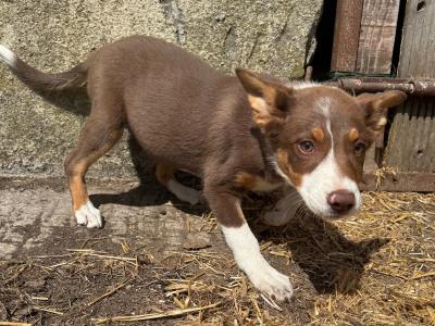 Gorgeous female Border Collie puppy 3 months old in Wexford