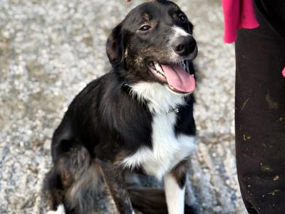 3 Border Collie Dogs Purebred Non-Registered
