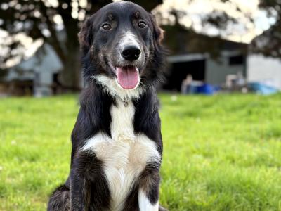 3 Border Collie Dogs Purebred Non-Registered