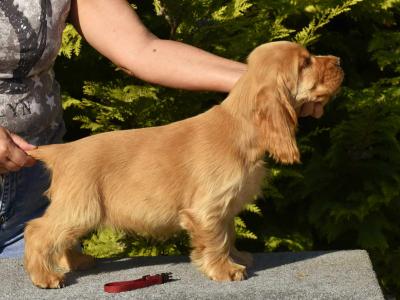 IKC Registered Champion English Cocker Spaniel puppies in Offaly