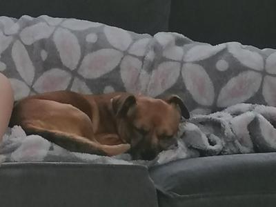 Meet Jack! Great Little Family Dog (male Jack Russell x Chihuahua) in Kildare🐶🐾