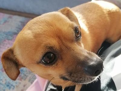 Meet Jack! Great Little Family Dog (male Jack Russell x Chihuahua) in Kildare🐶🐾