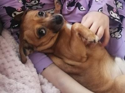 Meet Jack! Great Little Family Dog (male Jack Russell x Chihuahua) in Kildare🐶🐾
