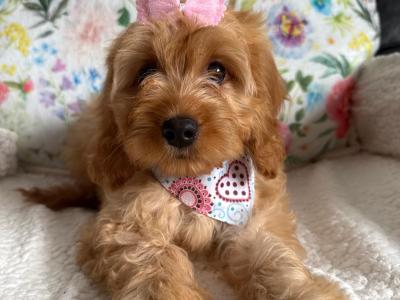 Adorable Cavapoo puppies in Carlow