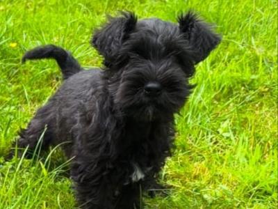 Beautiful miniature Schnauzer puppies in Wexford