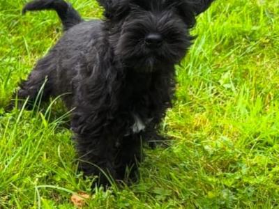 Beautiful miniature Schnauzer puppies in Wexford