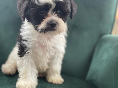 Unique Maltipoo puppies in Cork