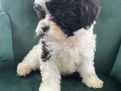 Unique Maltipoo puppies in Cork